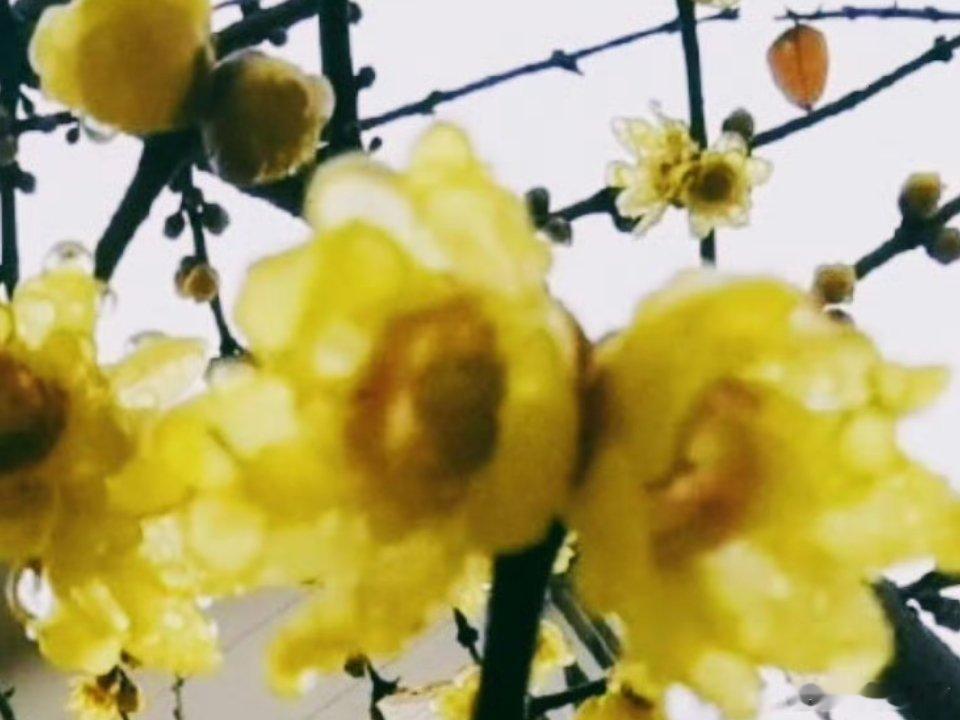 腊梅  迎春开！江南寒意薄，未腊见梅芳。 为有轻盈态，都无浅俗香。  