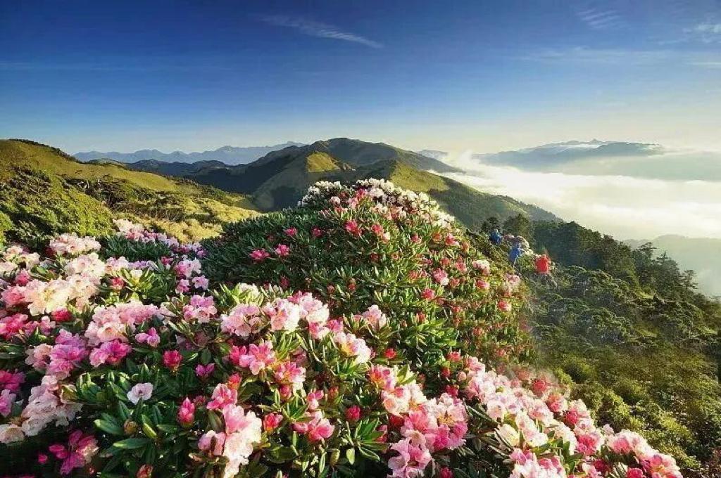满山遍野的美景尽收眼底……