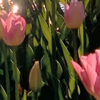 栀子花种植方法：1. 光照适宜：栀子花喜充足散射光，宜放置于光线明亮但无强光直射