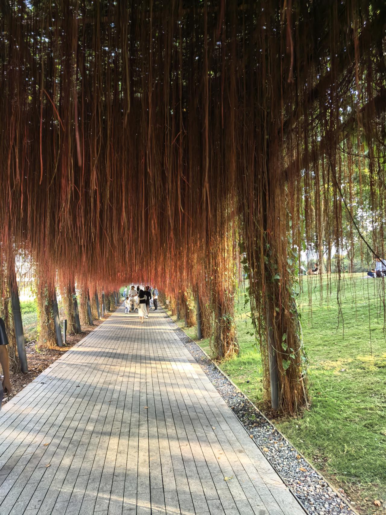 今日今年尽，明朝明年来。乙巳除夕，把昨天拍的錦藤屏分享给各位道友。今天，继续为看