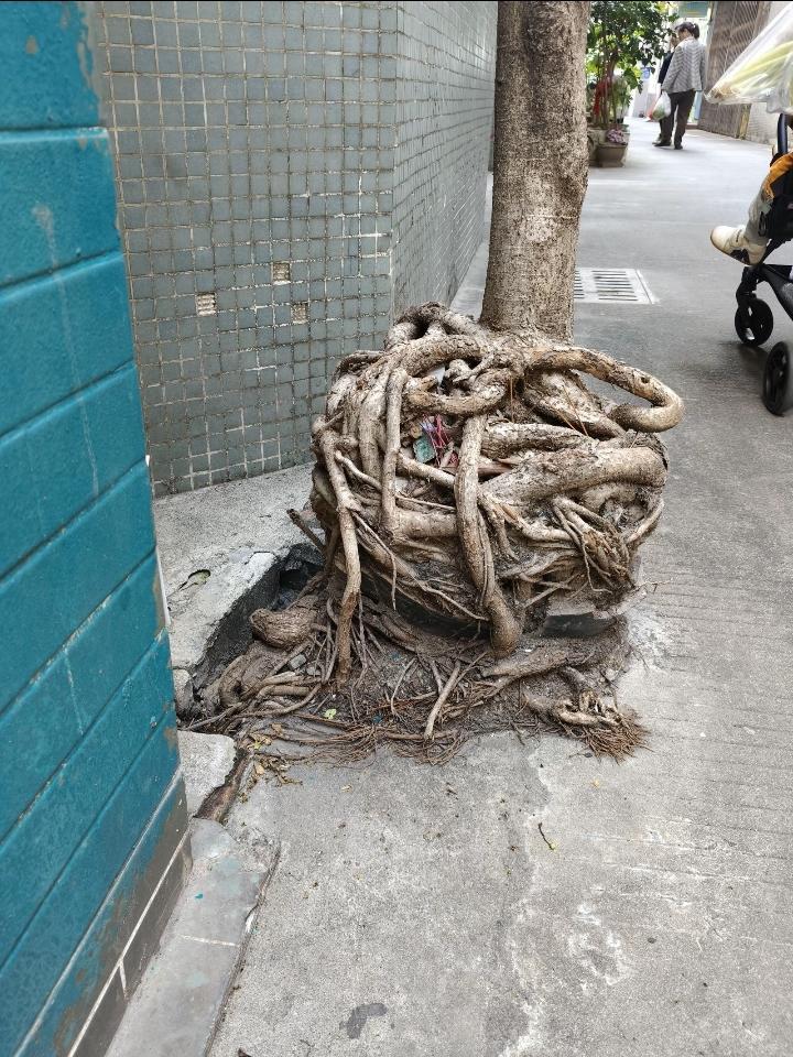 深夜睡不着，翻手机相册，看到这棵树，心里一下子就静下来了。
 
你看它，就长在路