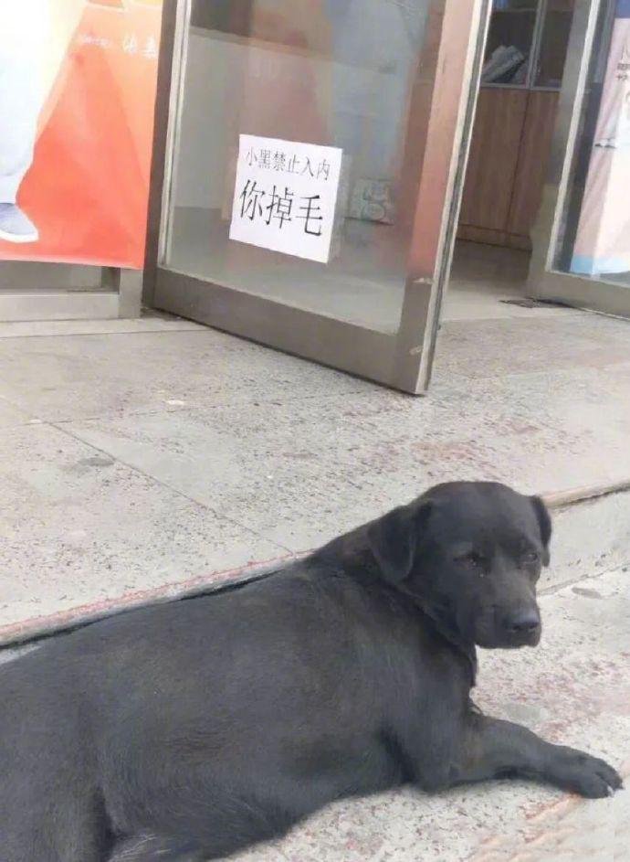 小黑：？？？？？？？？？