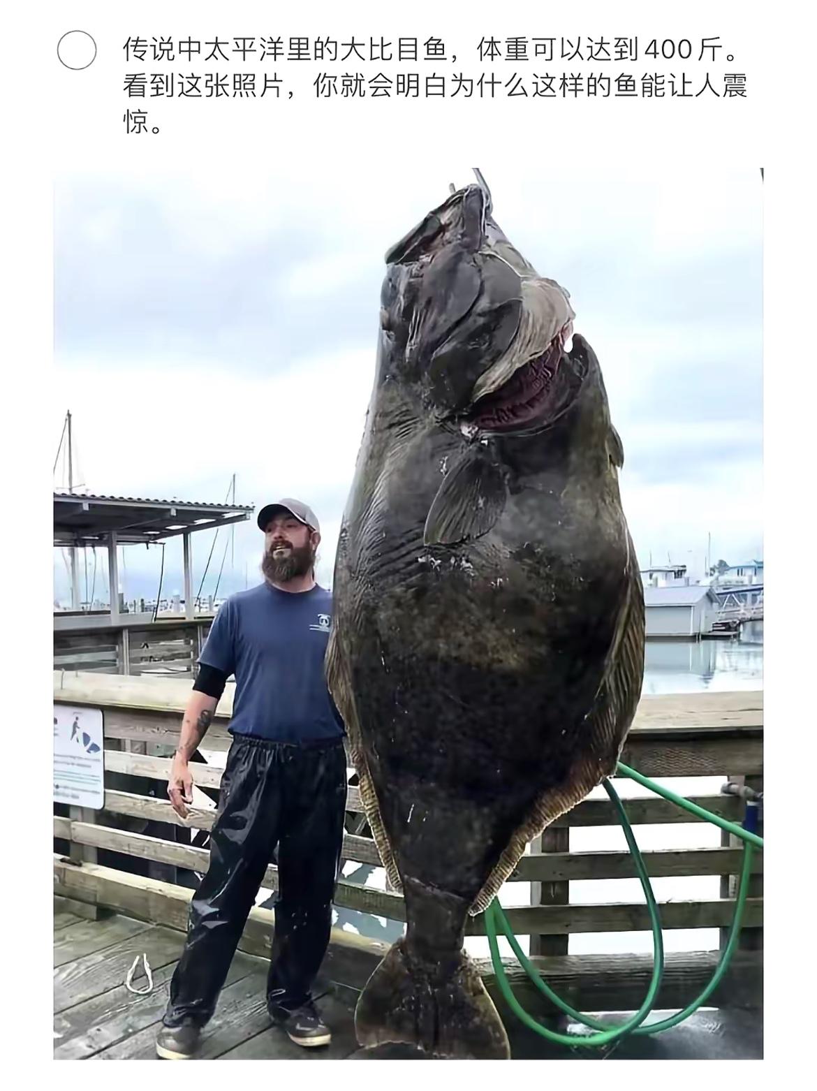 探访海洋巨兽！400斤大比目鱼震撼登场！🐟😱
