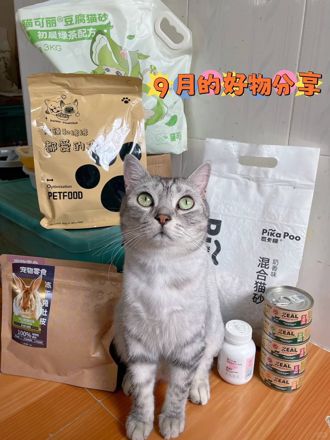 9月的猫咪好物分享