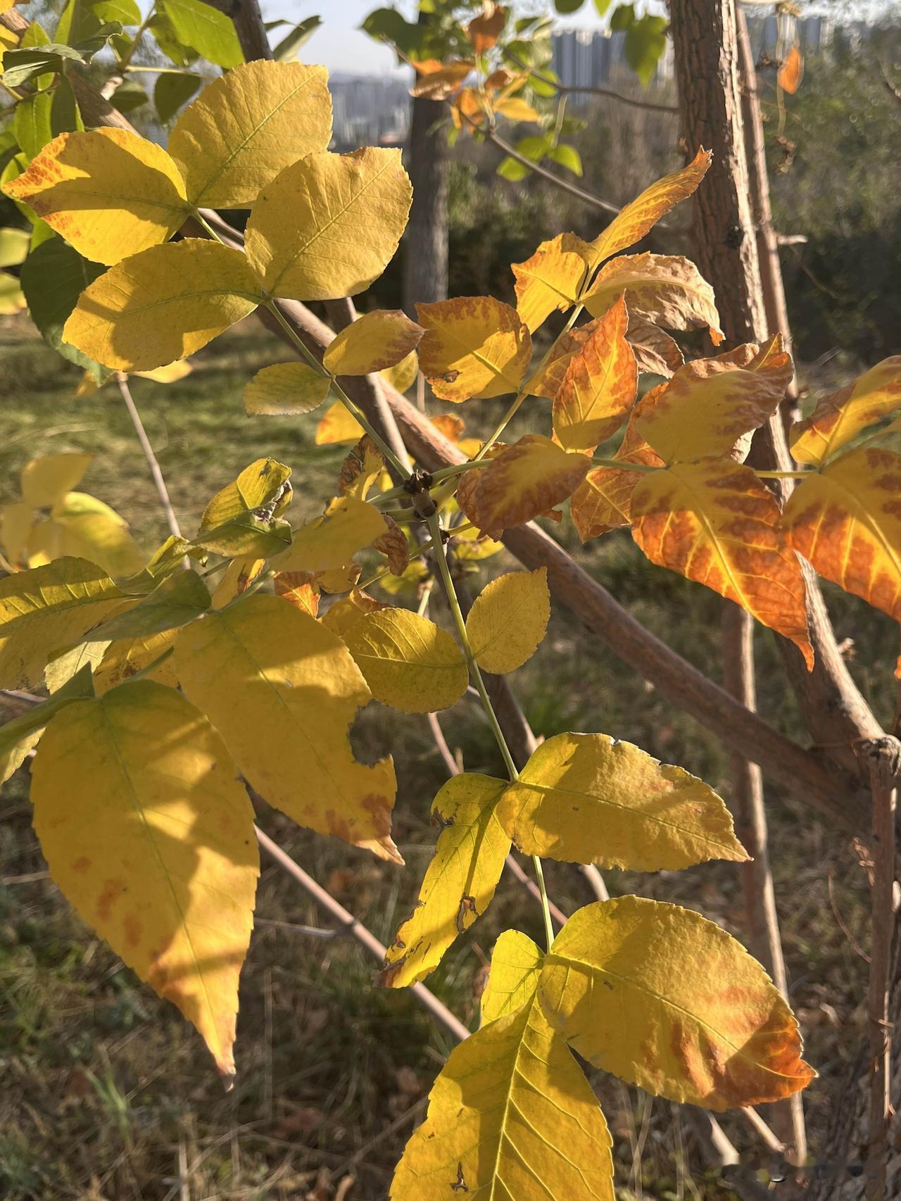 如果心累了，那就去云山诗意的地方，徜徉在蓝天白云下，放空自己，守着晨曦朝阳，等着