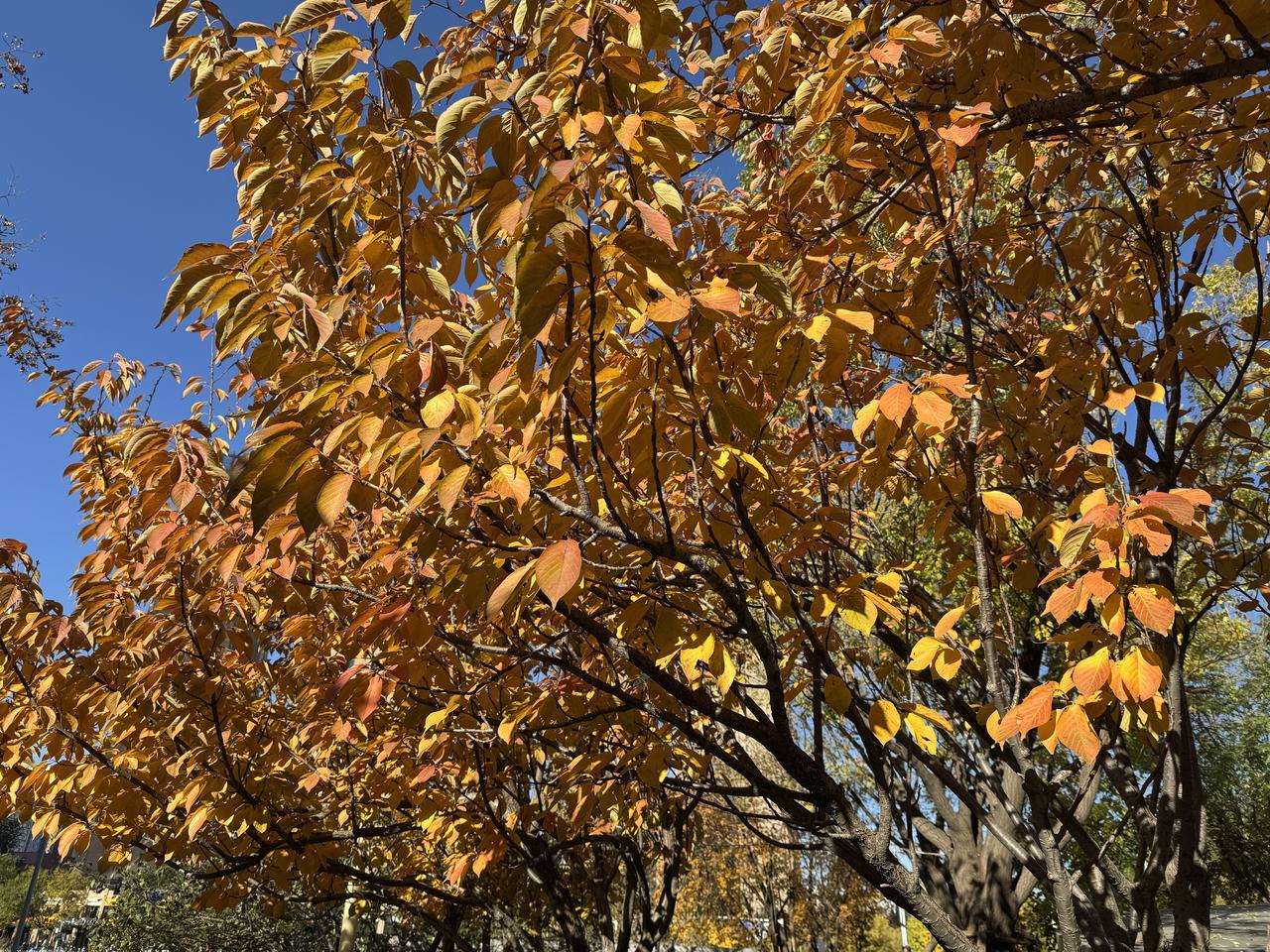 可以分享一张秋景树叶的照片吗