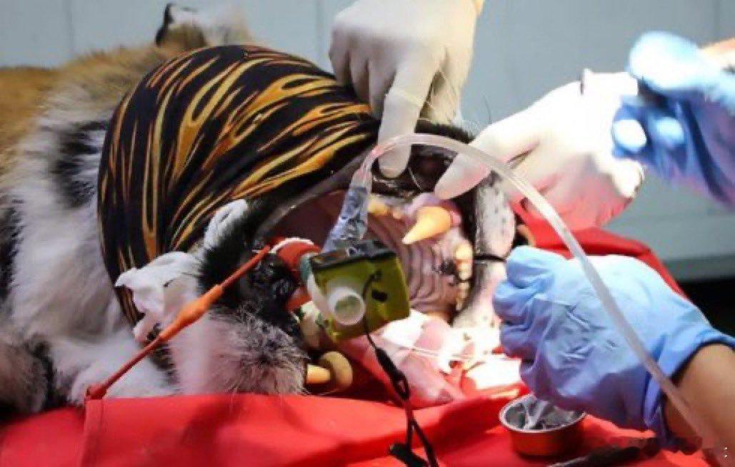 这只老虎牙齿裂了，医生给她装上了金牙热点观点海外新鲜事