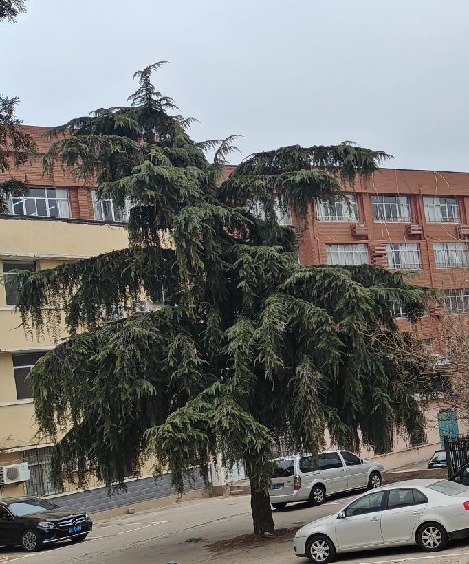 小区有这么棵树，真漂亮啊，这是雪松吗？