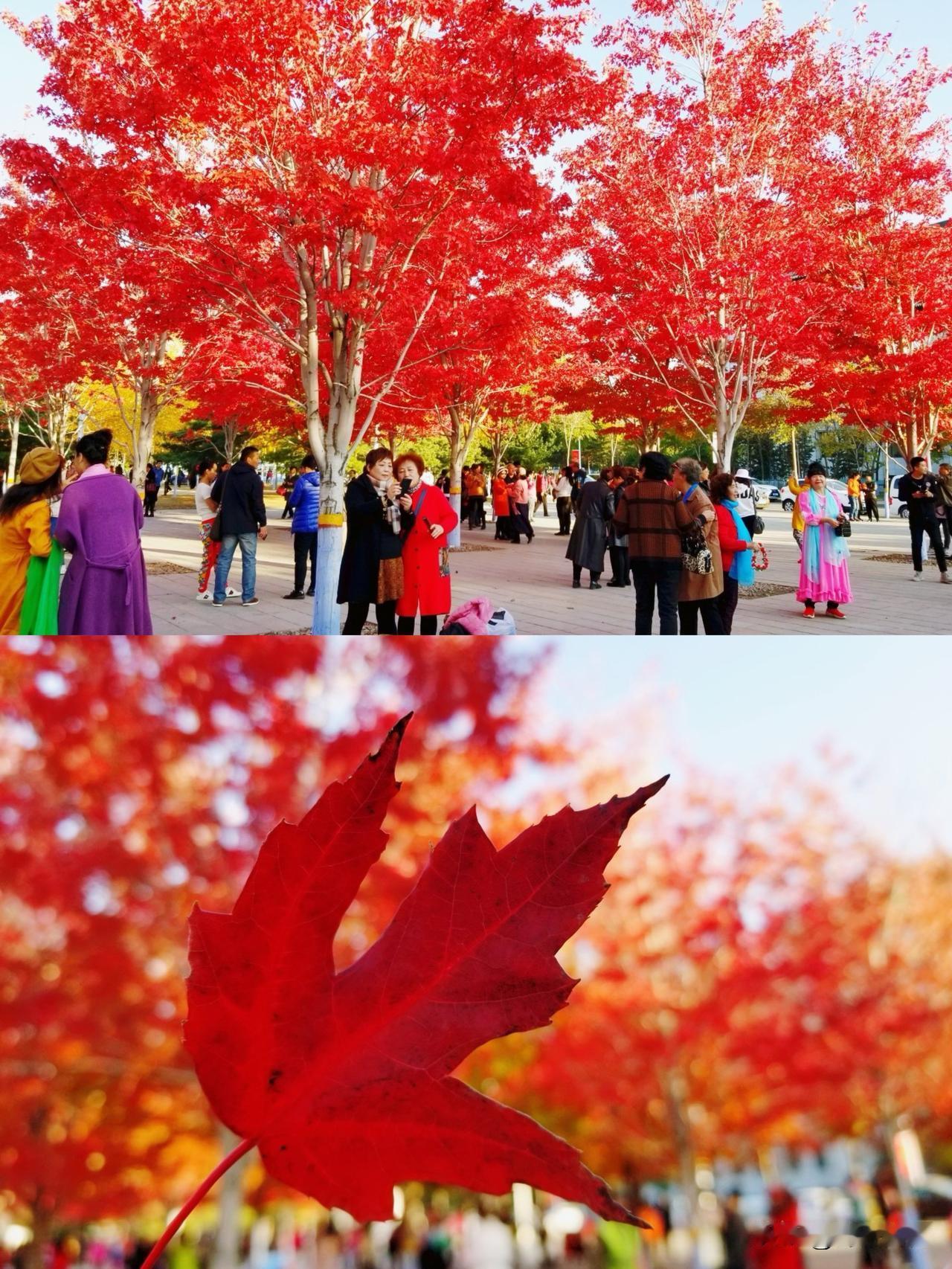 又是一年秋来到，工程大学图书馆门前的红叶
又成了哈尔滨网红景点!现哈尔滨工程大学