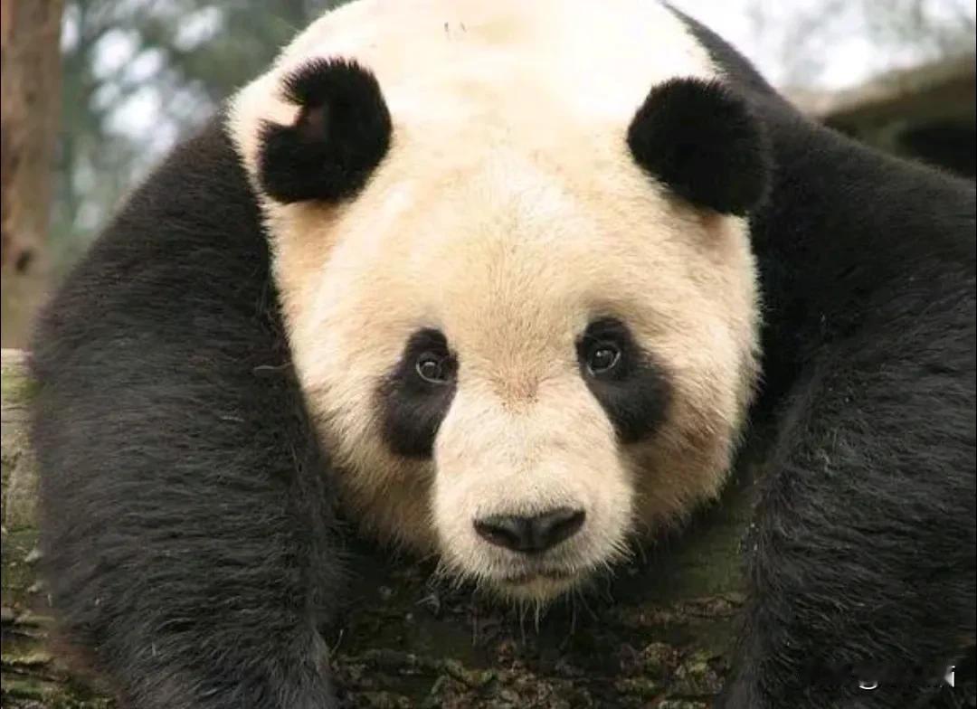 刚看到一组图，网友们也太有才了，把阿宝图片类比如今川普[捂脸][捂脸][捂脸][