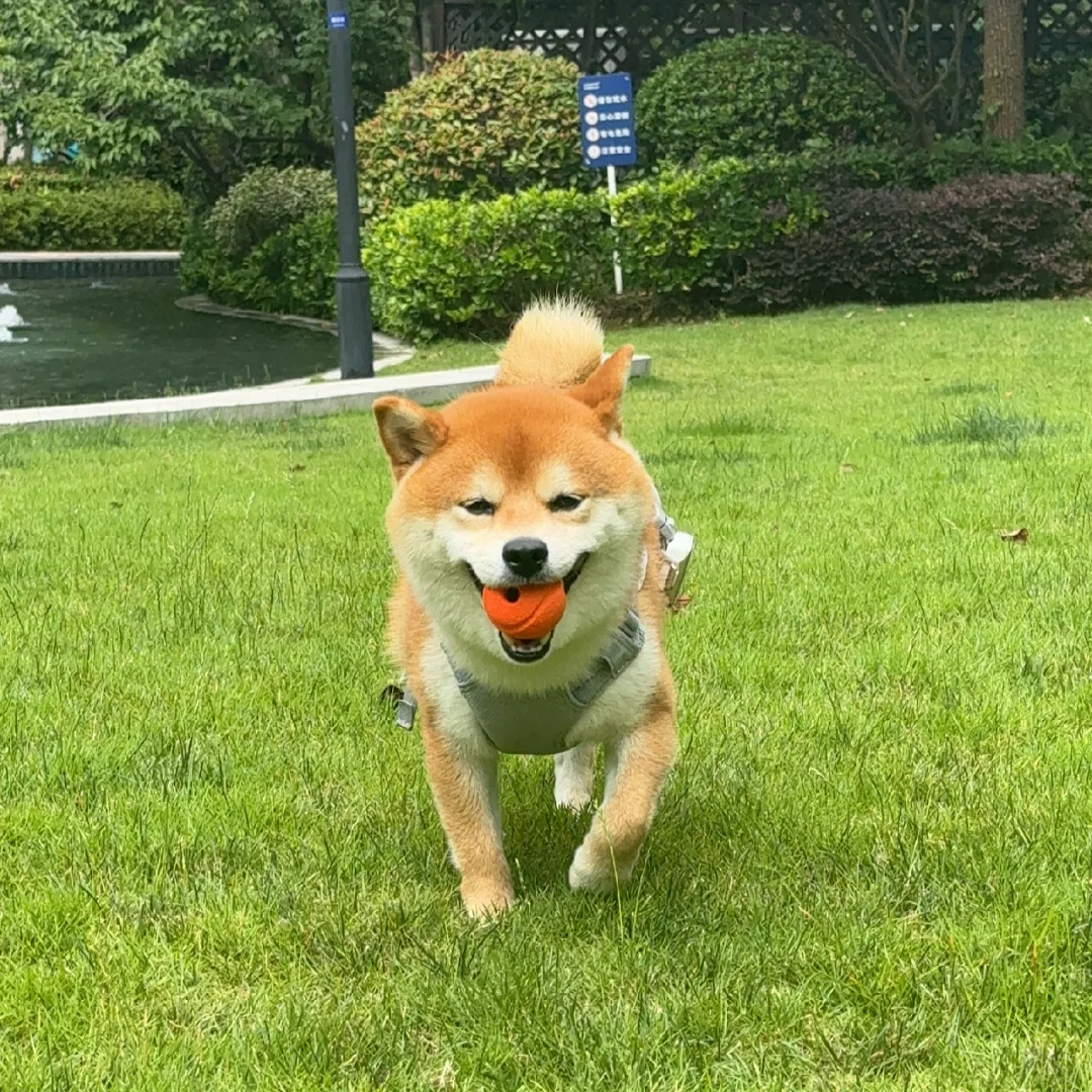 头像感