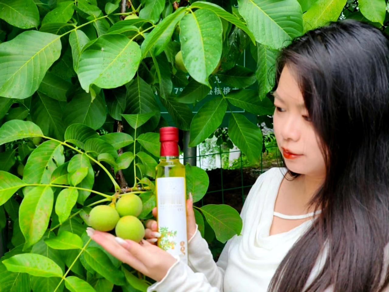 九源之源在青实

八月中旬午后雨刚停歇。婷婷随文游界一行走进成县核桃园。山间薄雾