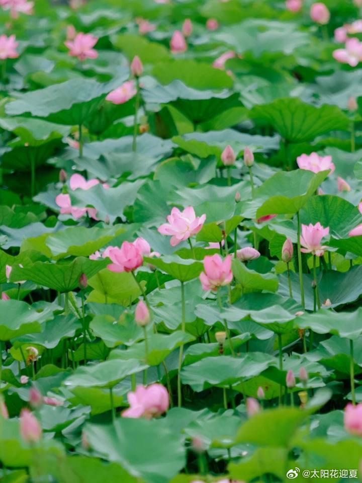 盛夏追光之旅微博旅行ing终于等到杭州铜鉴湖的荷花盛放，大片荷叶铺开成绿色绒毯，