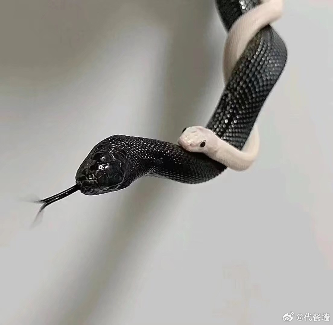 一般来说我的cp可以代 