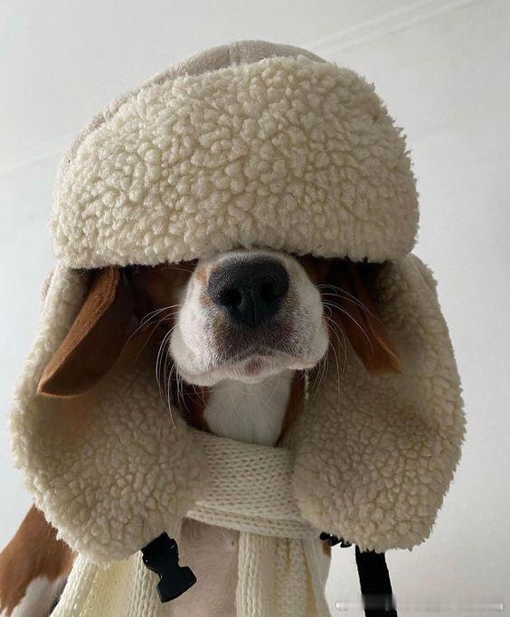 萌动物系列  ​​​