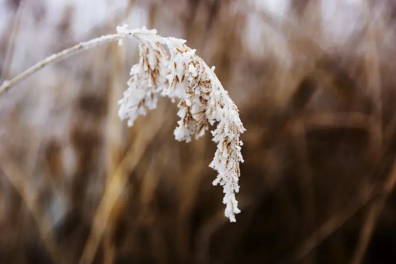 上联：宿雪枝头香更远，安子邀对流霜叶上韵尤长