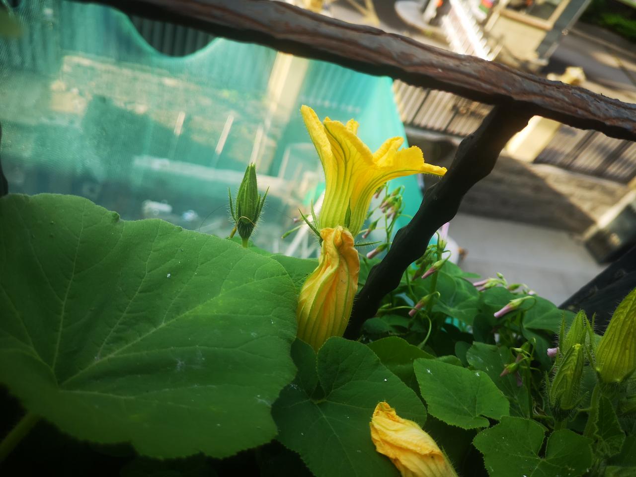 爱花者
花友也
无论贵贱，是花皆爱
阳台一尺地儿
花儿开了
这是什么花[耶]
