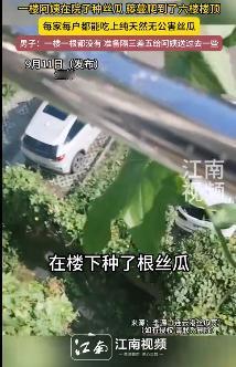 这下出名了，不仅邻居知道了，全国人民都知道了！
江苏连云港，一楼阿姨种的丝瓜，竟