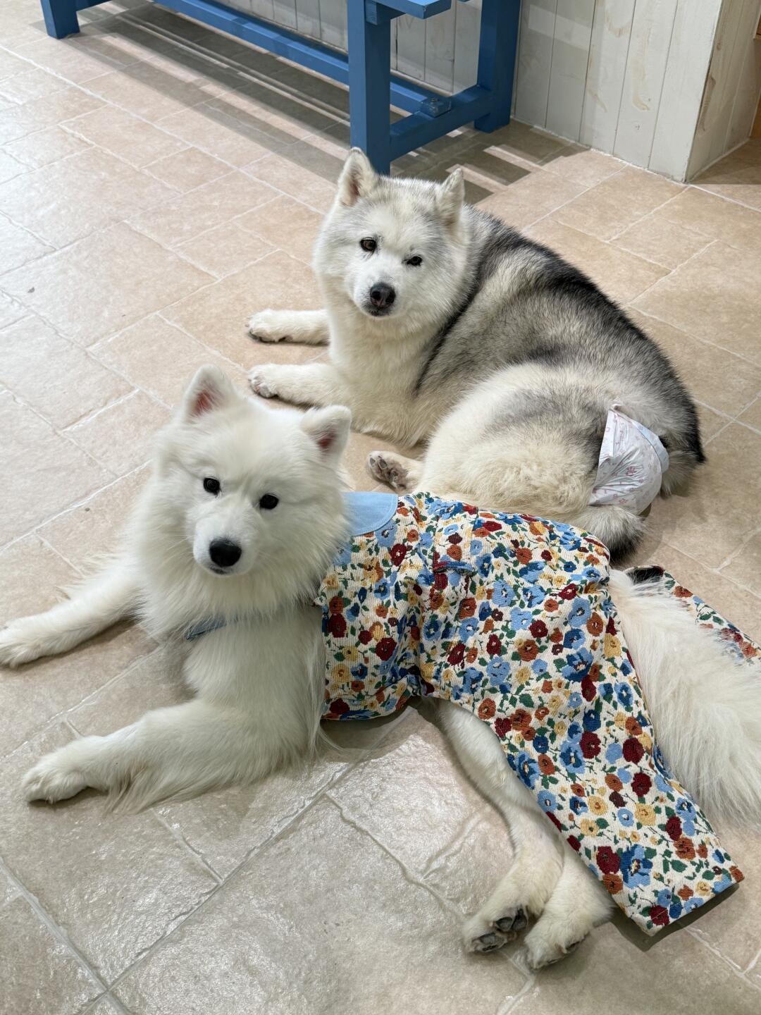 昆明首家！！！没人快来！！🐶🐶