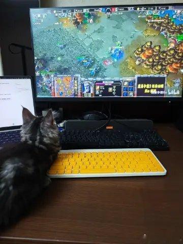 我家铜锣烧，陪我一起看魔兽争霸Bo的视频今天给他看TH000缅因猫