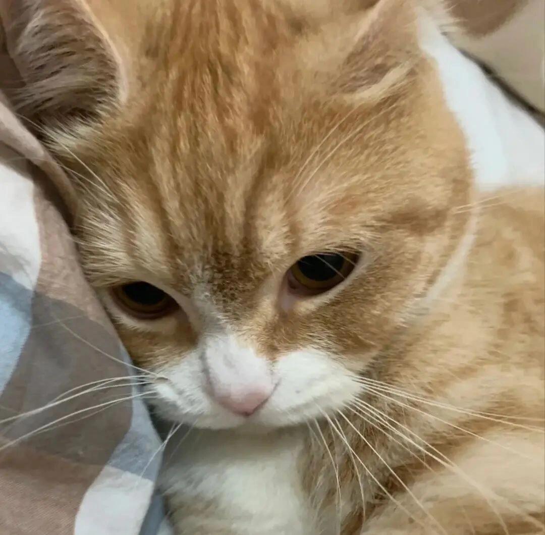 小橘万岁🐱 