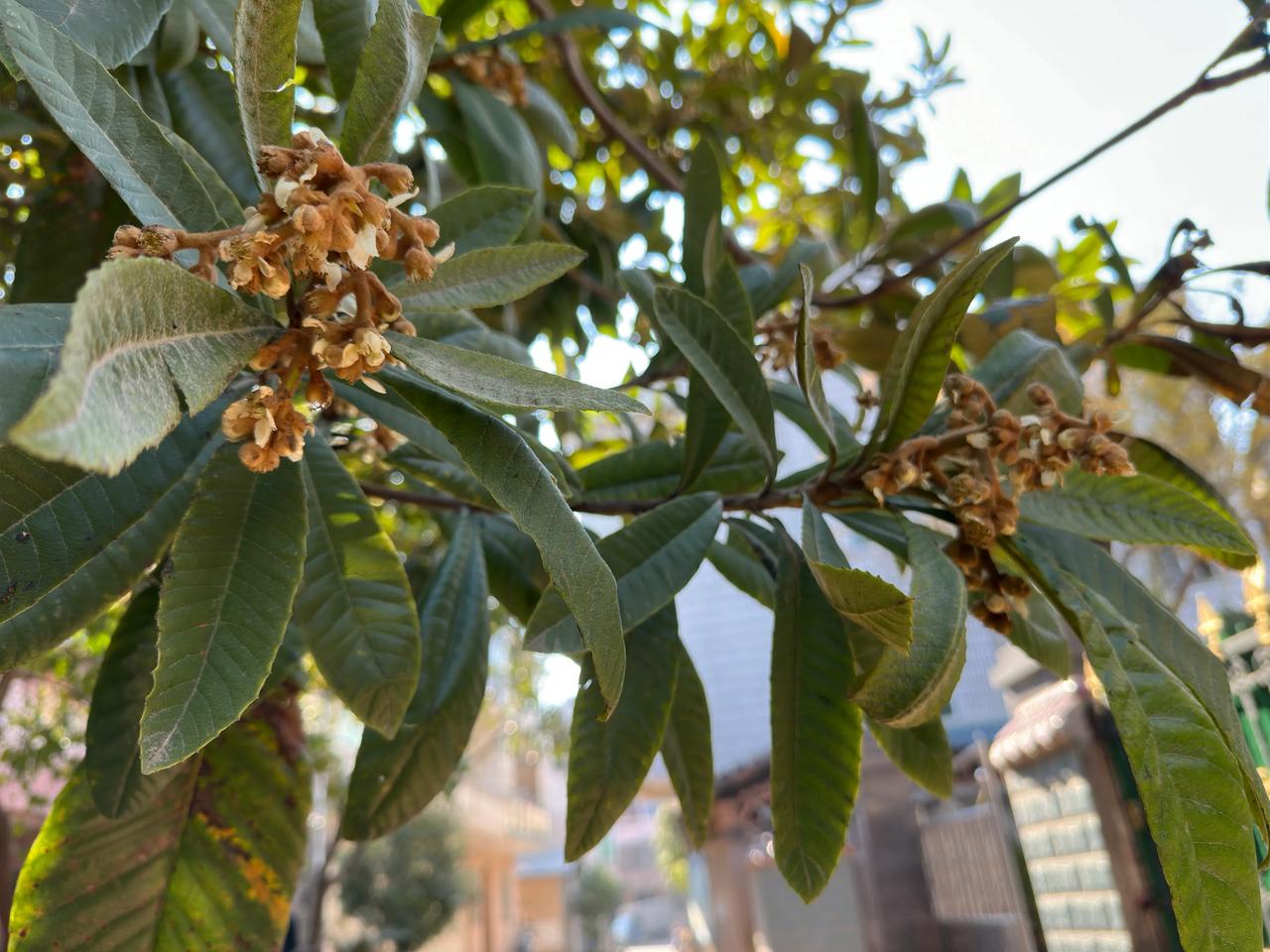 在那深深的小巷里，枇杷花儿开了。

在那座古老而宁静的博士县小城里，有一条深深的