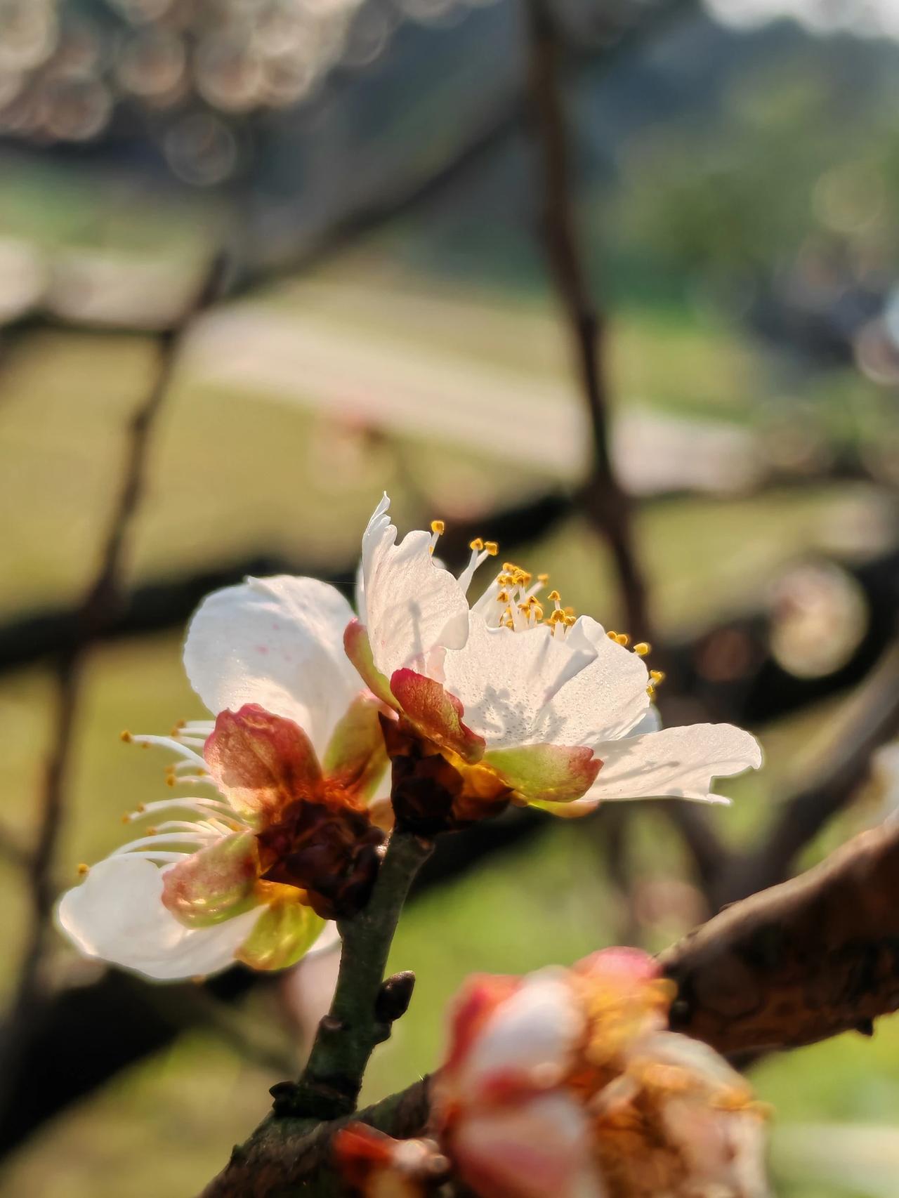 我有白梅花一朵，就像拥有了一份独特的诗意。“来晚了，明年早点来。”当我和好朋友寻