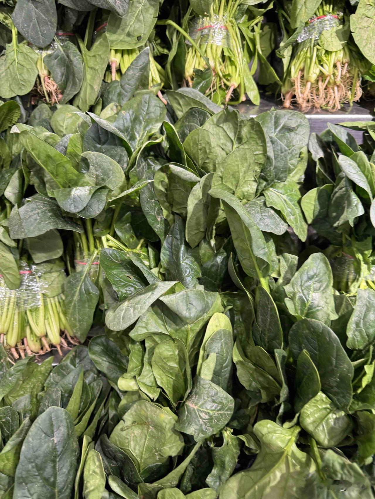 今儿去菜市场，一眼就瞅见这波菜了，那颜色翠绿翠绿的，叶子水灵灵的，看着就嫩得能掐