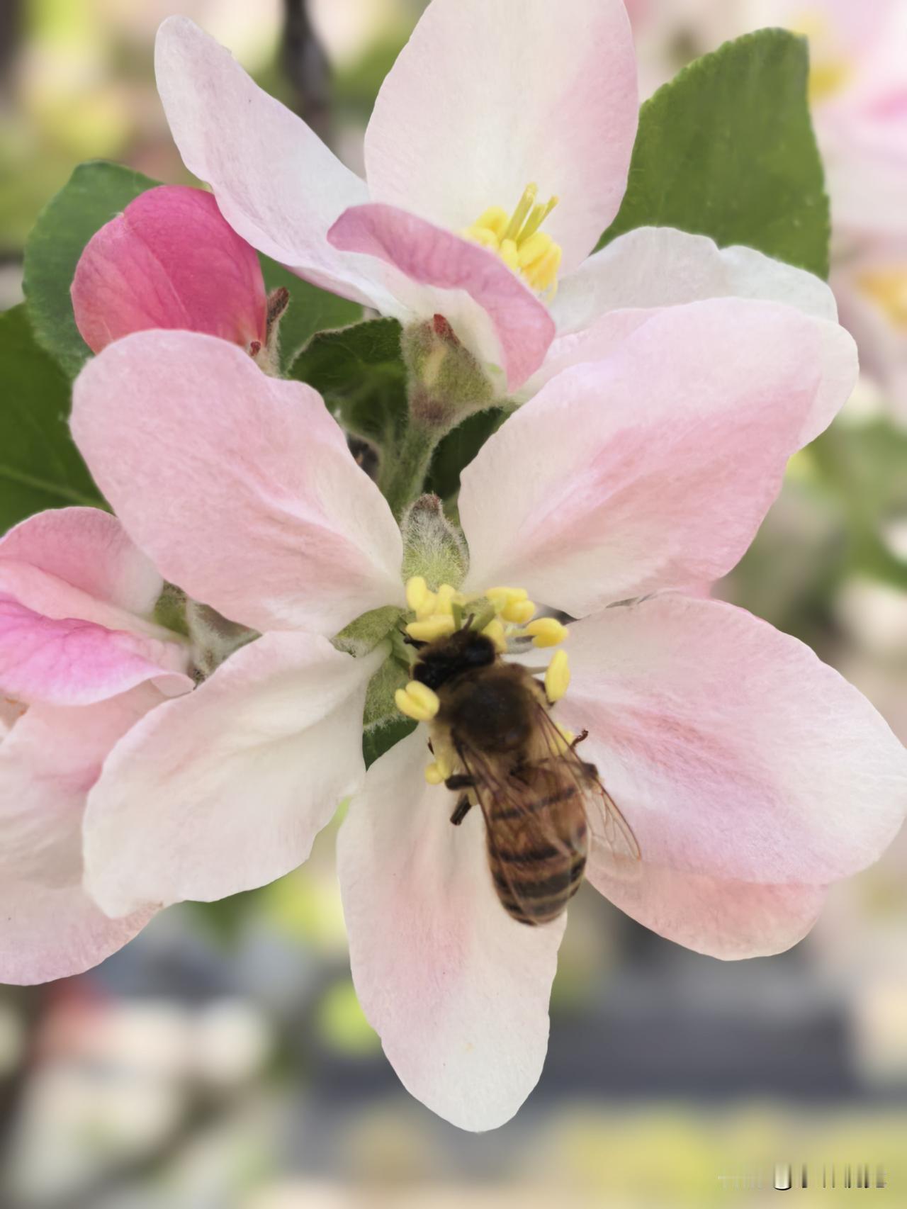 西部摄影 手机摄影 晴日蜂寻花底香，晨珠缀叶映春光。一园粉白随风绽，不负人间四月