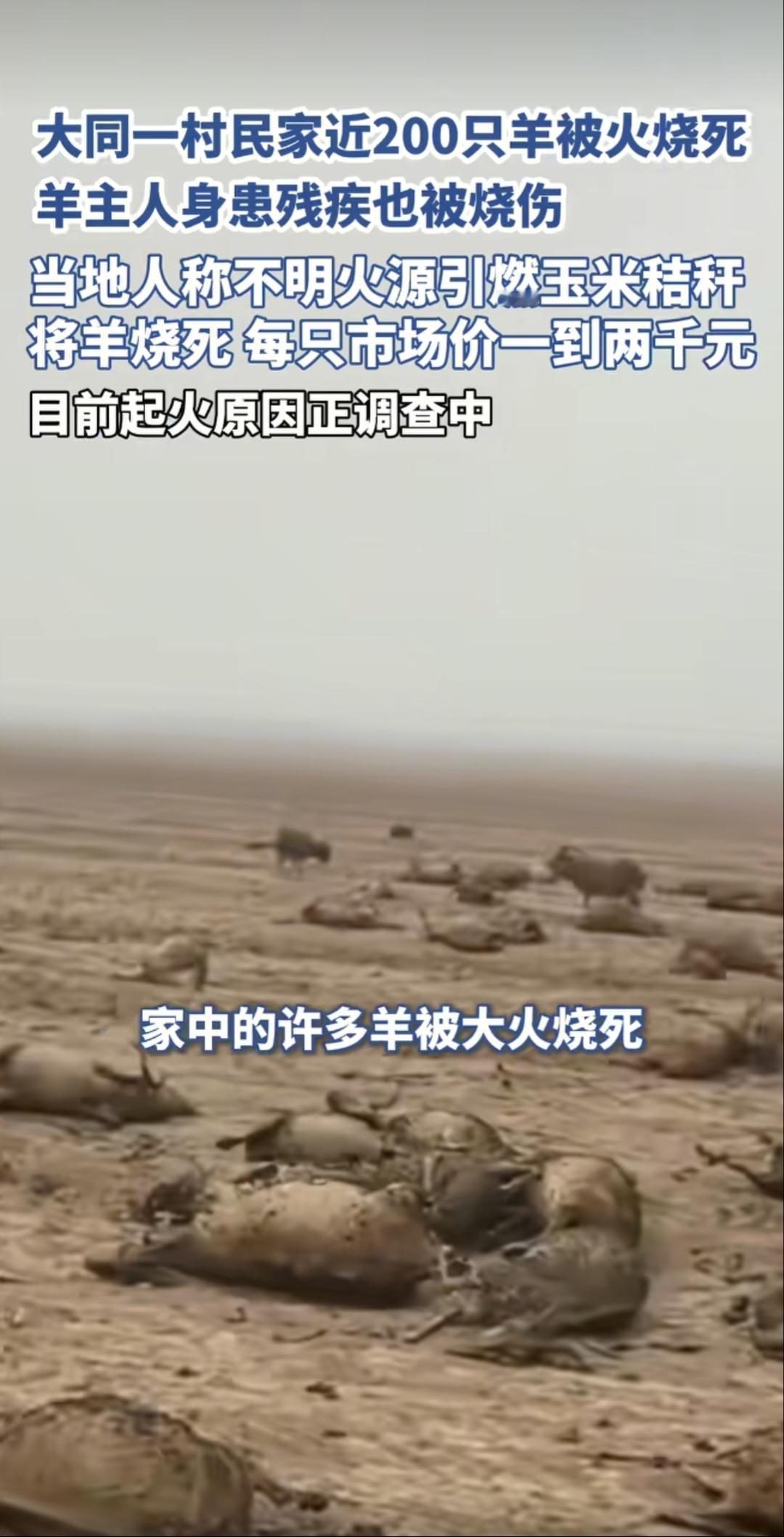 火是怎么起的？山西大同不明火源引起大火，烧死170只羊，这不明火源会不会是山羊主