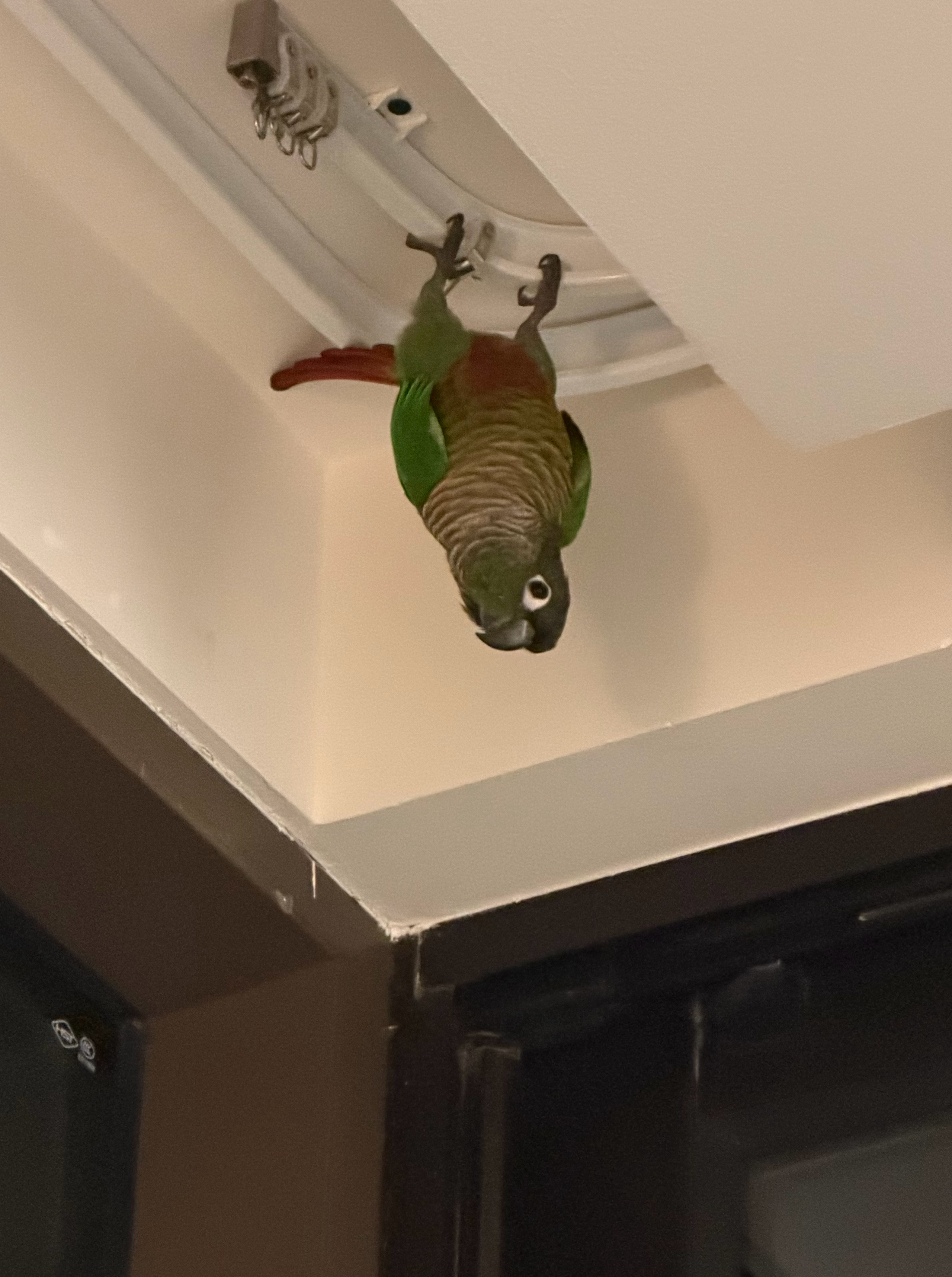 是恐龙也是监视鸡 