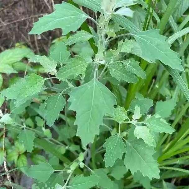 春天到了，又要到了快吃绿化带的季节了。

电视剧《六姊妹》中，家里人多粮少，何家