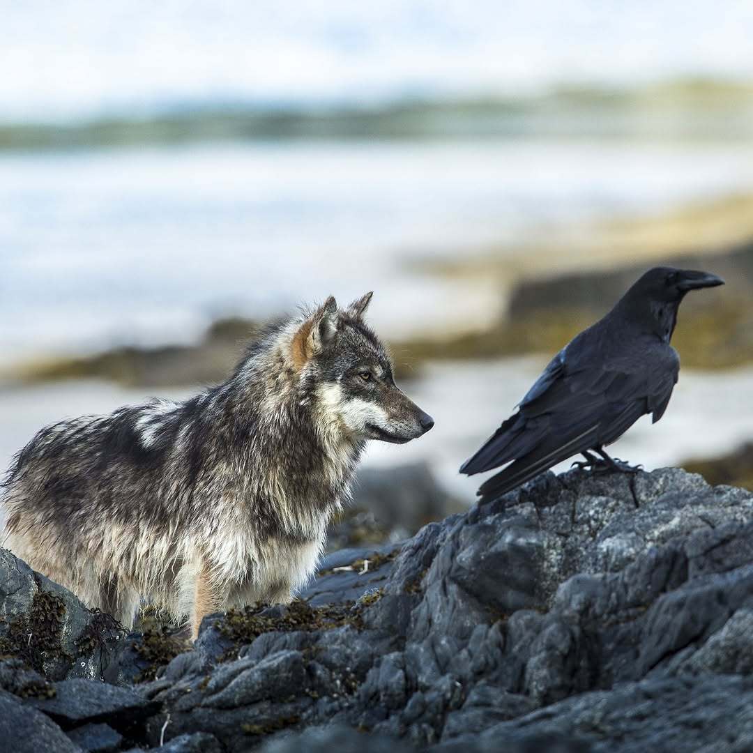 海狼与乌鸦   狼  海狼  犬科动物  ——拍摄地：加拿大不列颠哥伦比亚省——