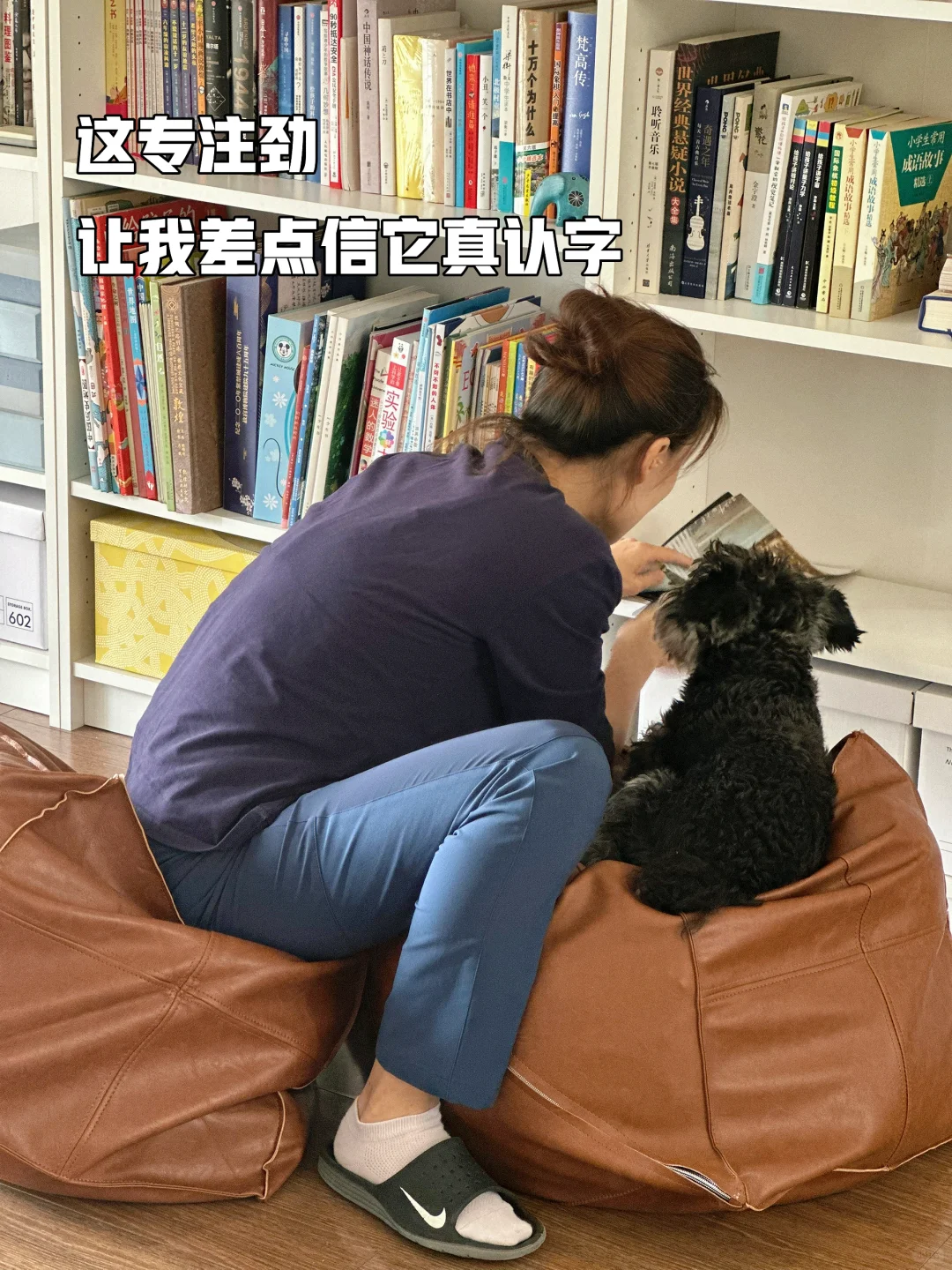关于猫猫狗狗的反馈