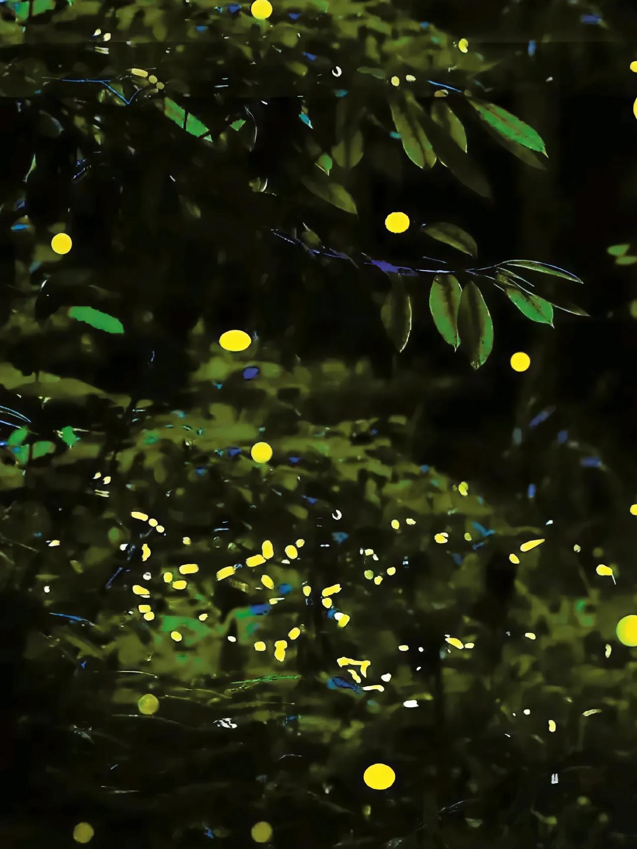 分享城市新鲜事 成都周边藏着个“萤火虫王国”！20℃避暑+白日赏萤，这份攻略请收