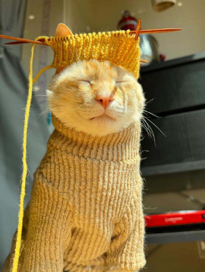 别低头 喵冠会掉 ​​​