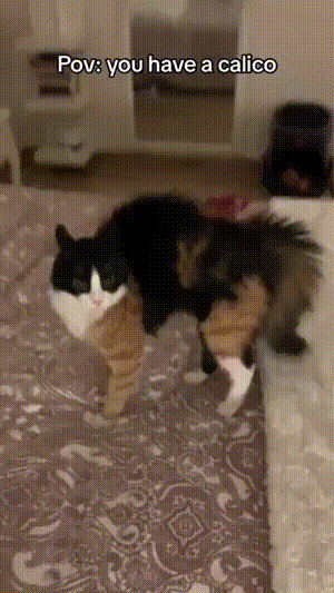 #有没有可爱的猫咪图片#
#猫图怪盗#
有~~
必须有啊~~
猫图必须有~~~