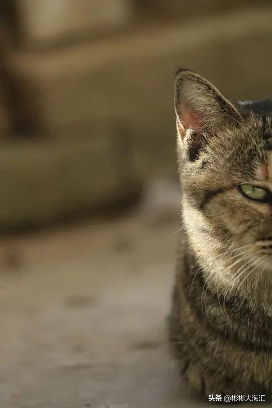 生活里总有些爱说人是非的人，像苍蝇一样烦人。遇到这种人，千万别像愣头青一样硬碰硬