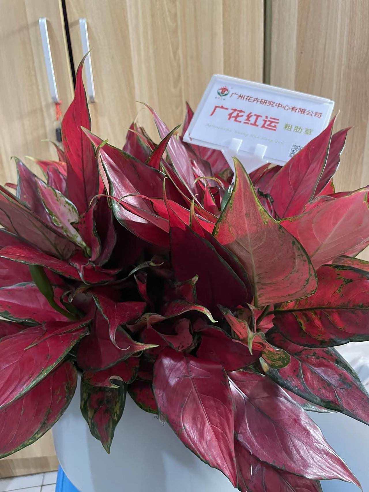 100元买了一盆红绿植便宜吗？