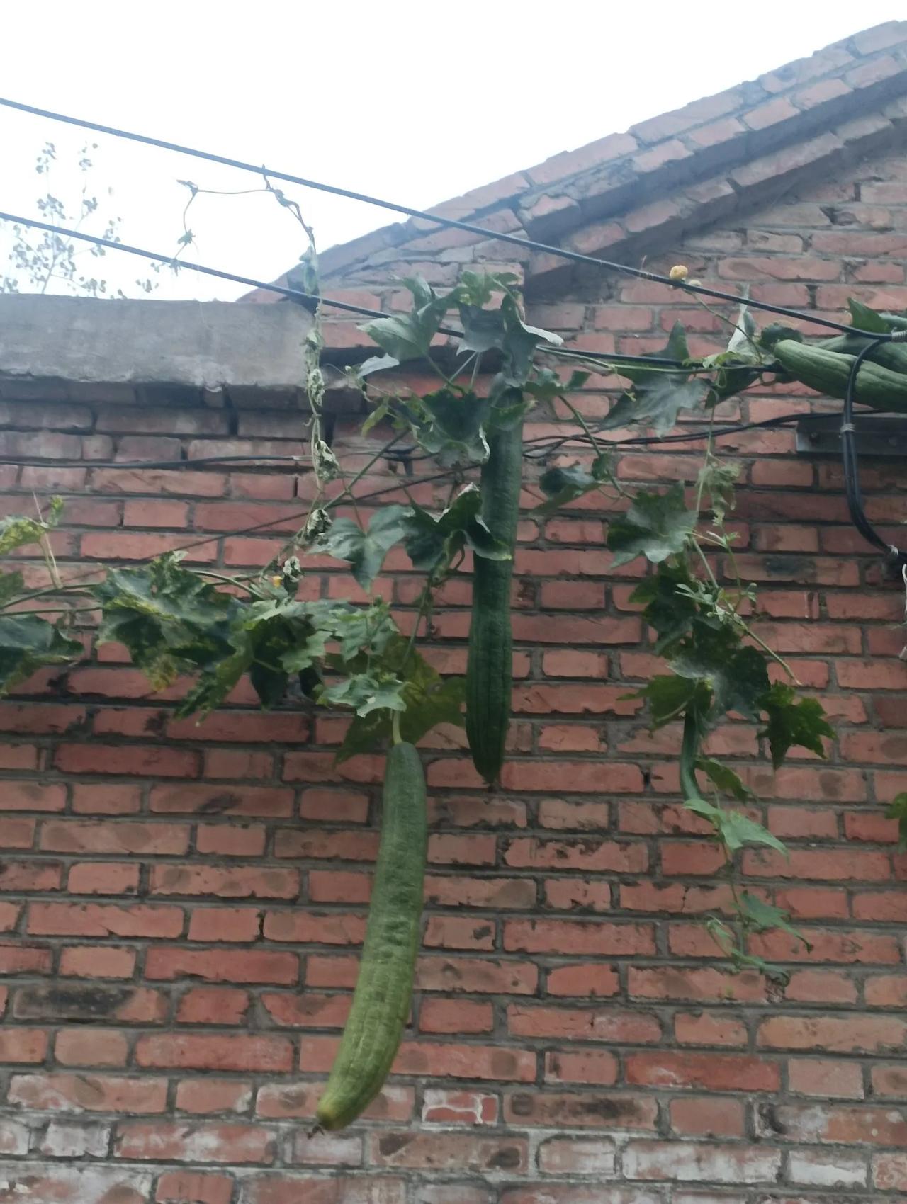 秋色宜人，心旷神怡！
    秋天已经来到了，到处都是清新的美景。
   心旷神