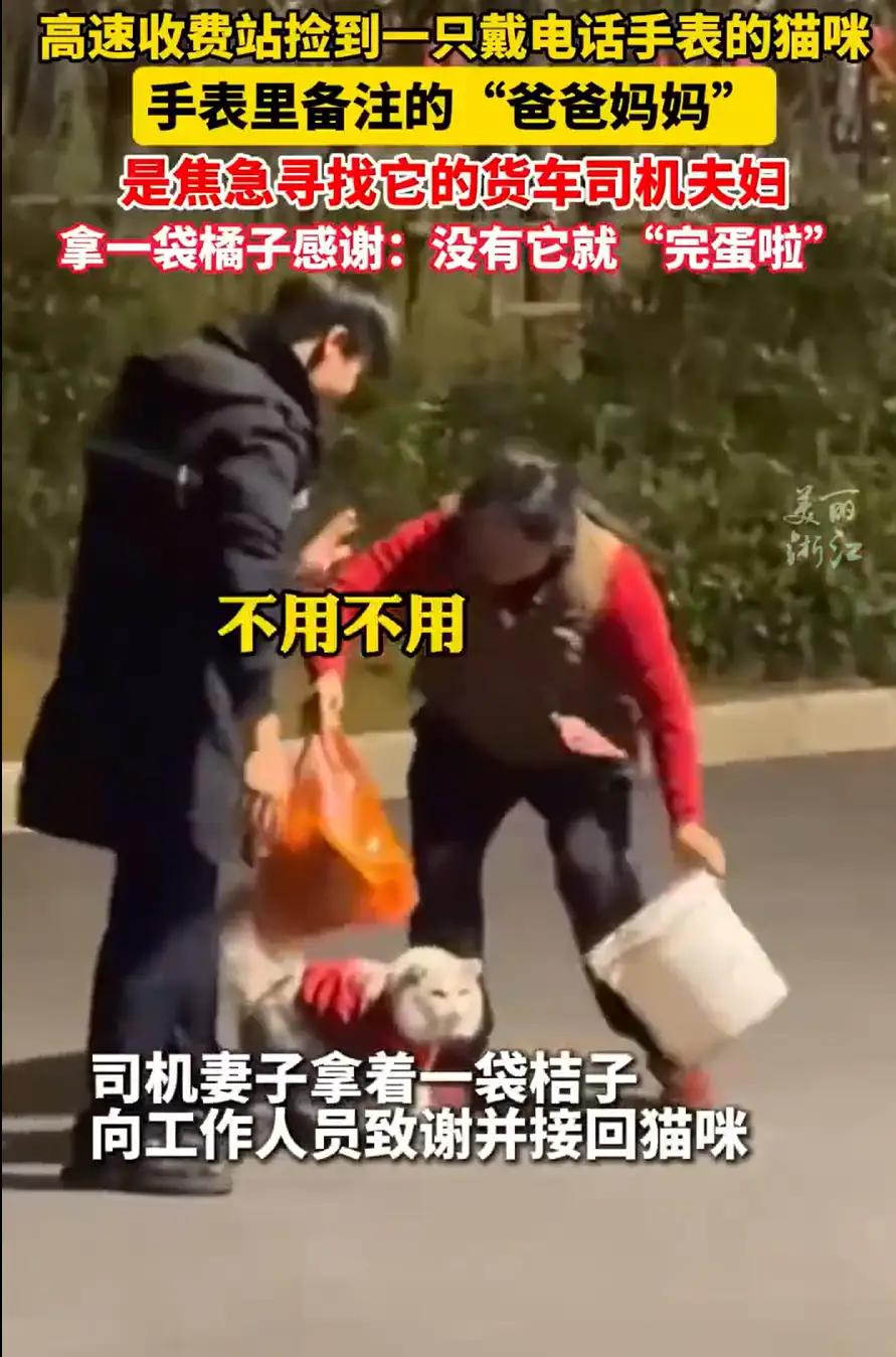 浙江杭州，一名工作人员在检查收费站周边时，发现一只猫咪正蹲在角落里，好奇地打量着