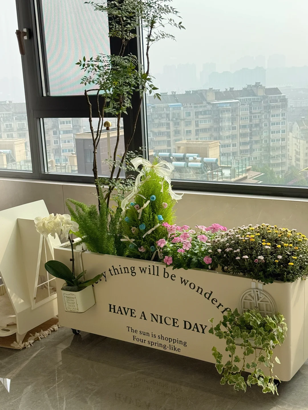 花20元买了棵小香松｜低成本get迷你圣诞树🎄