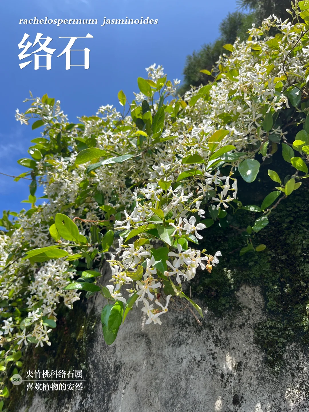 福州植物打标380｜开花如瀑，芳香满枝的络石