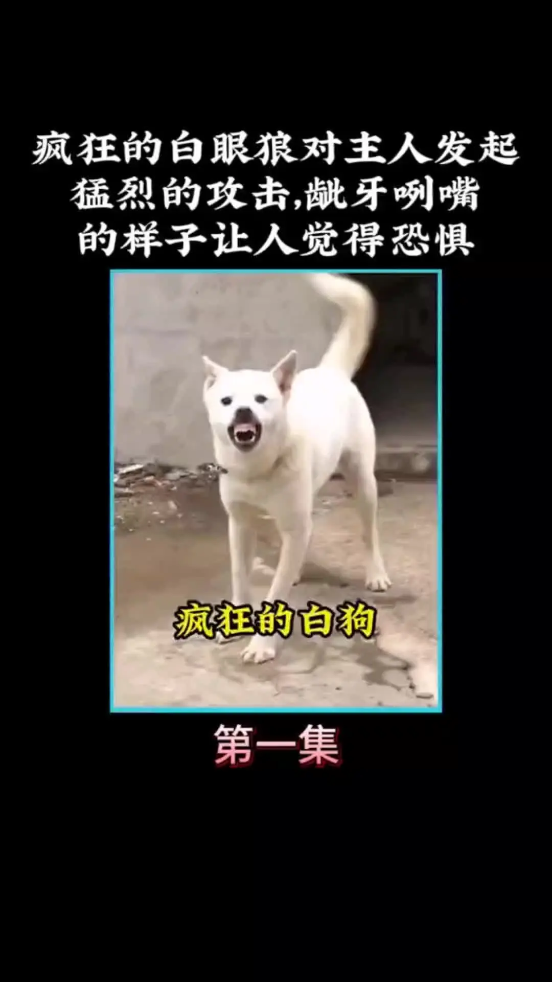 我的观影报告 内容启发搜索 动物的迷惑行为