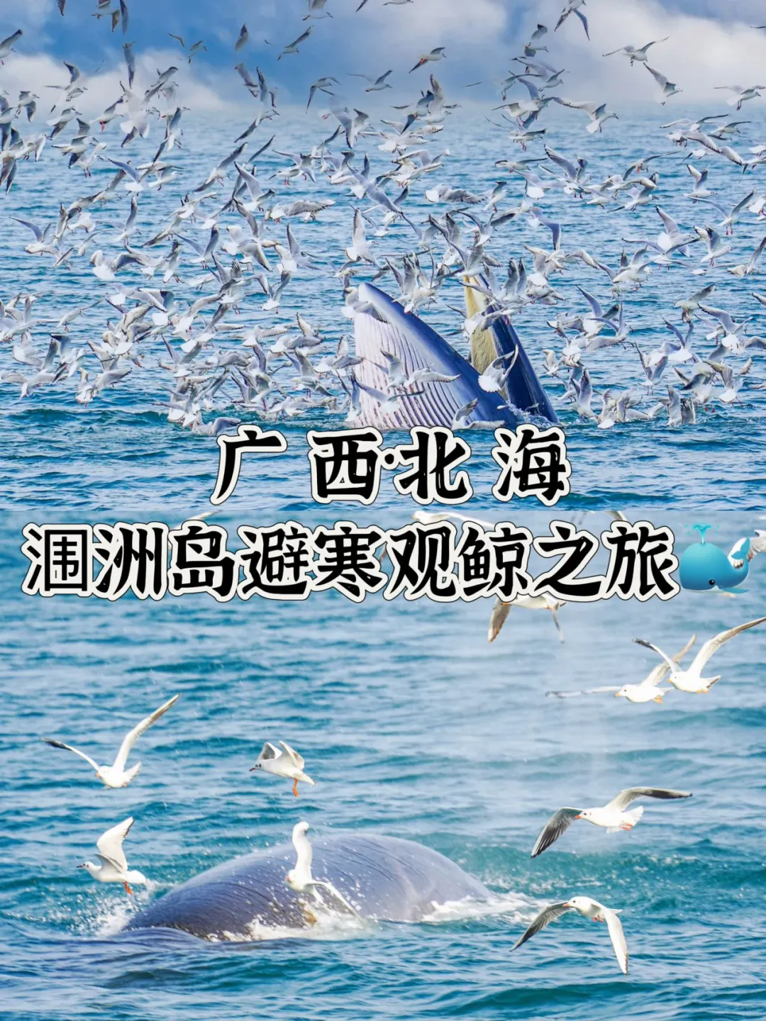 广西旅行｜这个冬天，来涠洲岛度假+观鲸啦！🐳