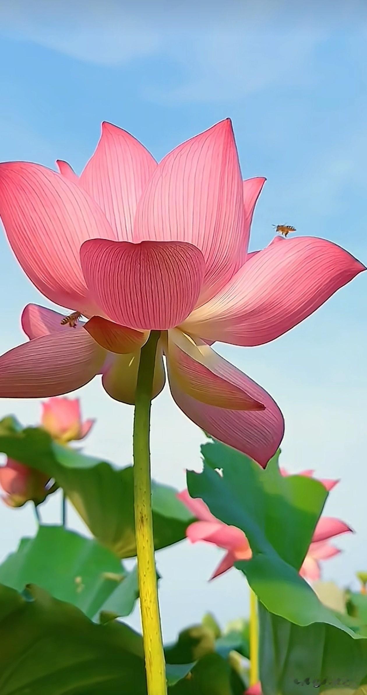 蓝天白云作衬，青荷向阳而立。愿我们都能如这池莲花，不慌不忙，静待花开，终会遇见属