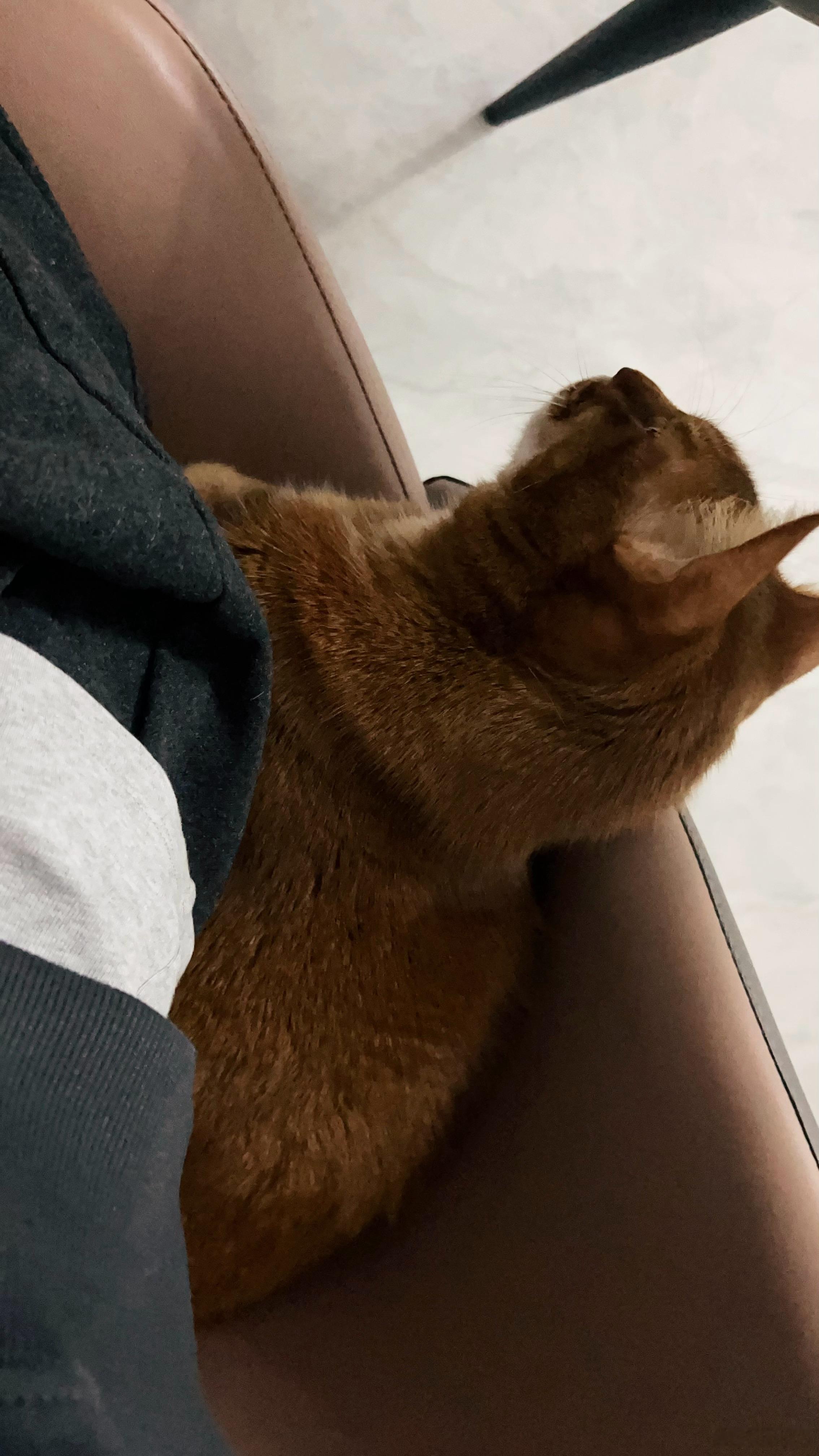 Eilice[超话]  阿比西尼亚猫  萌宠  这是非要挤一张椅子不🉑️吗❓ 