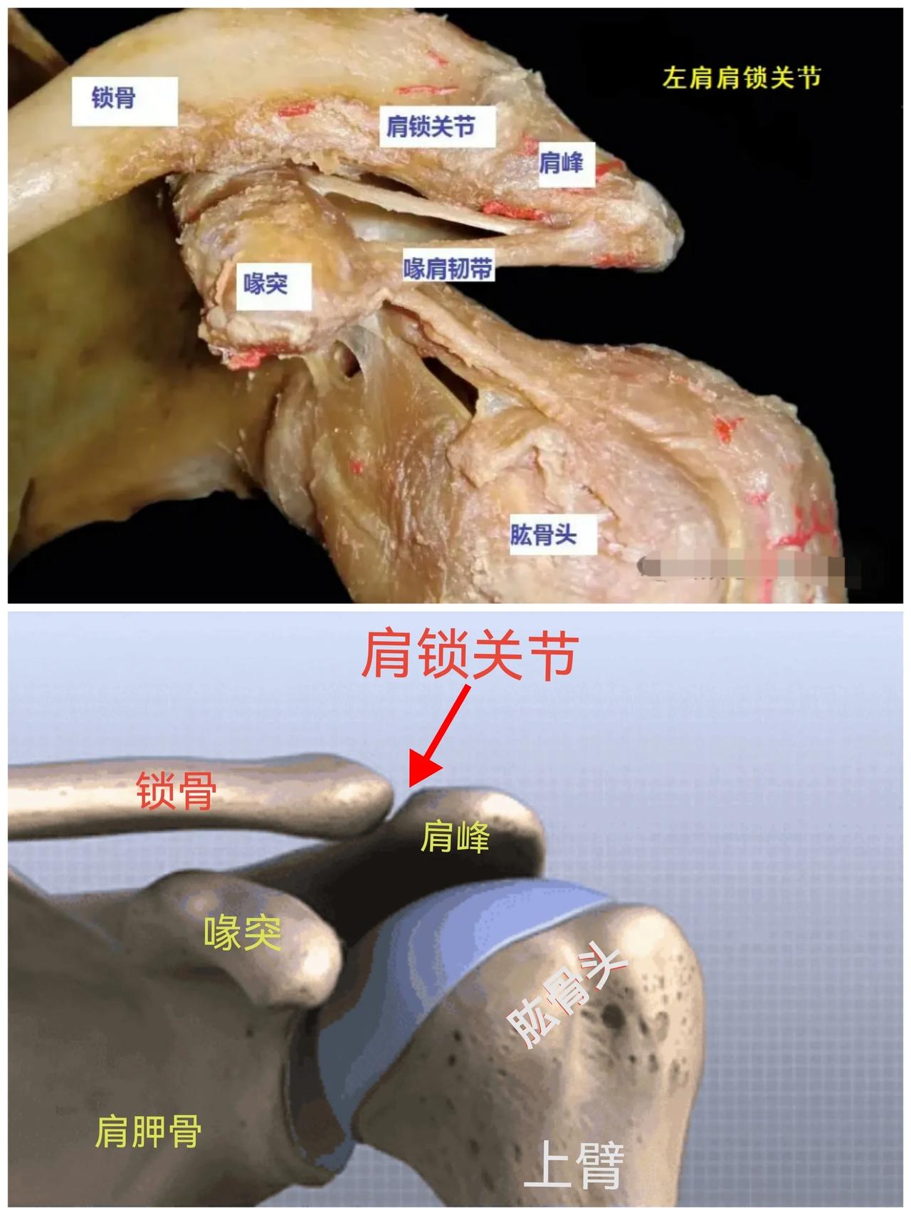 肩关节！[发怒]
白话解剖，值得拥有！

上图为尸体解剖，下图为动画示意，有几个