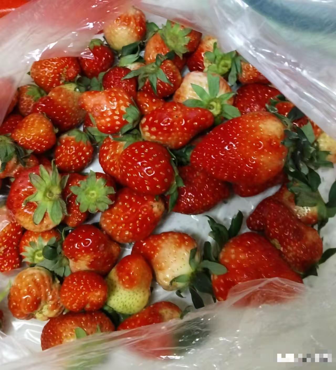 就这样的草莓，现在居然才卖10块钱2斤！太真实了！10块钱2斤的新鲜草莓，洗干净