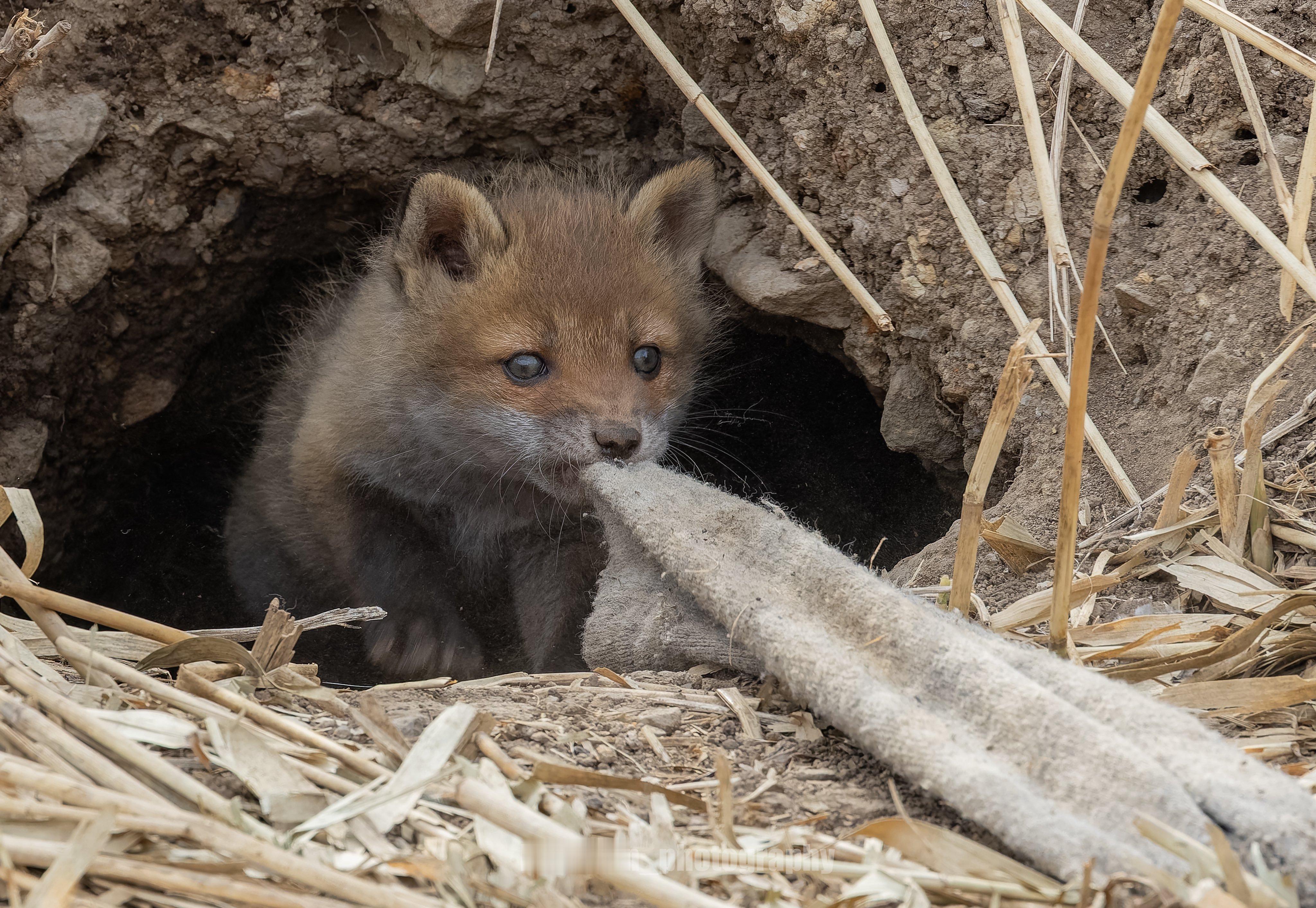 狐狸 妈妈回来之前我会用这个玩哦🦊💕©️hirokirin_photo 